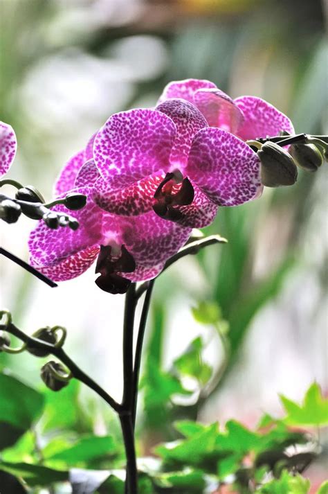 蝴蝶蘭 顏色|六大常見蝴蝶蘭品種，蝴蝶蘭種植指南&花語&風水 – 小咩日記